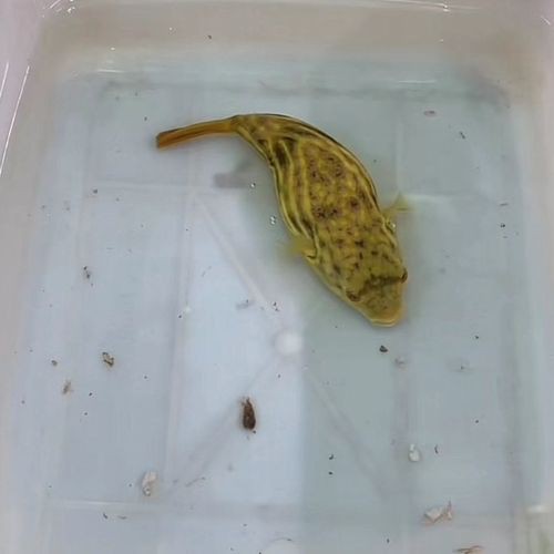 斑馬狗頭魚(yú)能和龍魚(yú)混養(yǎng)嗎圖片大全