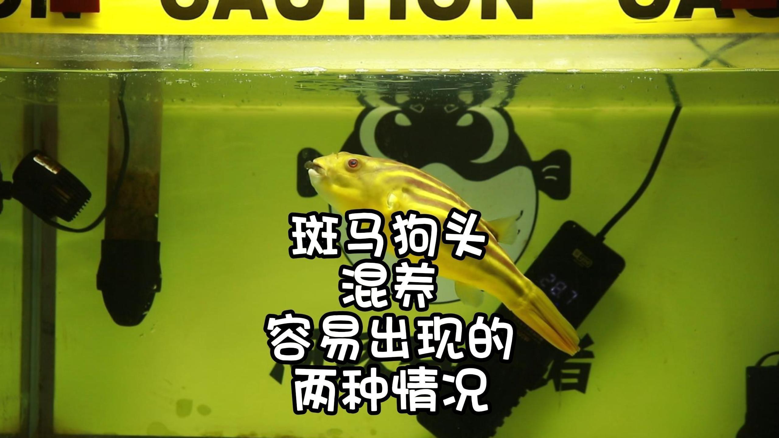 斑馬狗頭魚(yú)能和龍魚(yú)混養(yǎng)嗎圖片大全