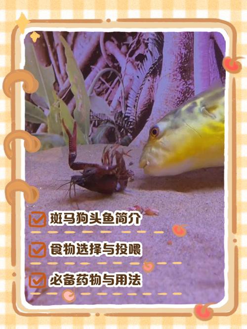 斑馬狗頭魚(yú)能和龍魚(yú)混養(yǎng)嗎圖片大全