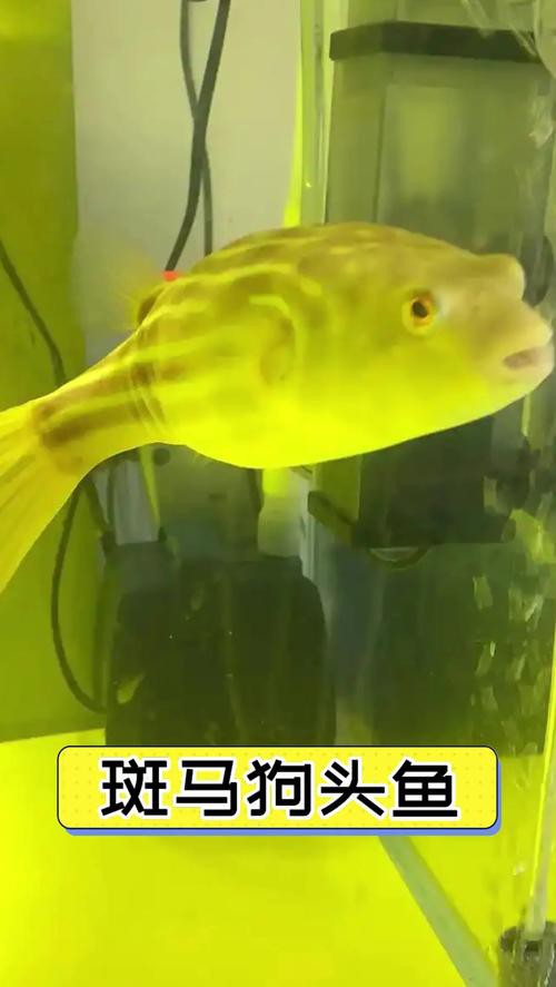 斑馬狗頭魚(yú)能和龍魚(yú)混養(yǎng)嗎圖片大全