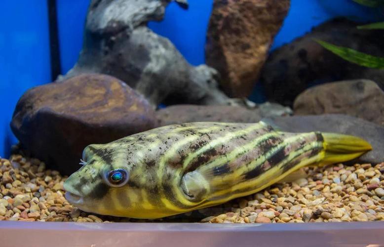 斑馬狗頭魚(yú)能和龍魚(yú)混養(yǎng)嗎圖片大全