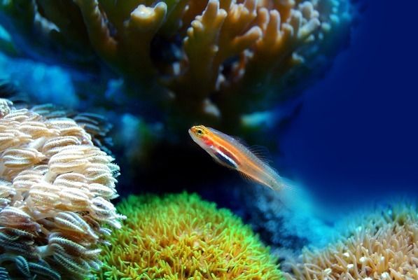 金龍魚殺菌水：慶大霉素能治療龍魚水霉病嗎