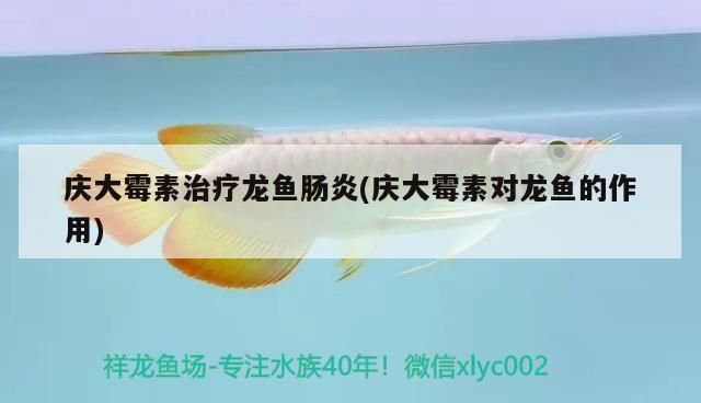 金龍魚殺菌水：慶大霉素能治療龍魚水霉病嗎