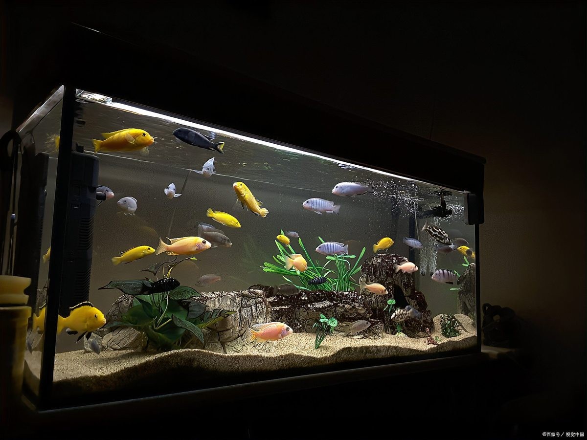 龍魚浮頭增氧后多久會好