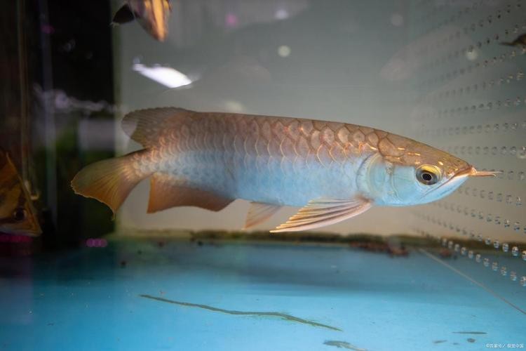銀龍魚的養(yǎng)殖方法和注意事項圖片大全大圖