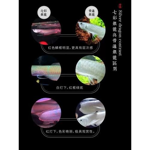 銀龍魚的養(yǎng)殖方法和注意事項圖片大全大圖