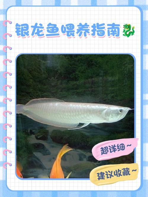 銀龍魚的養(yǎng)殖方法和注意事項圖片大全大圖