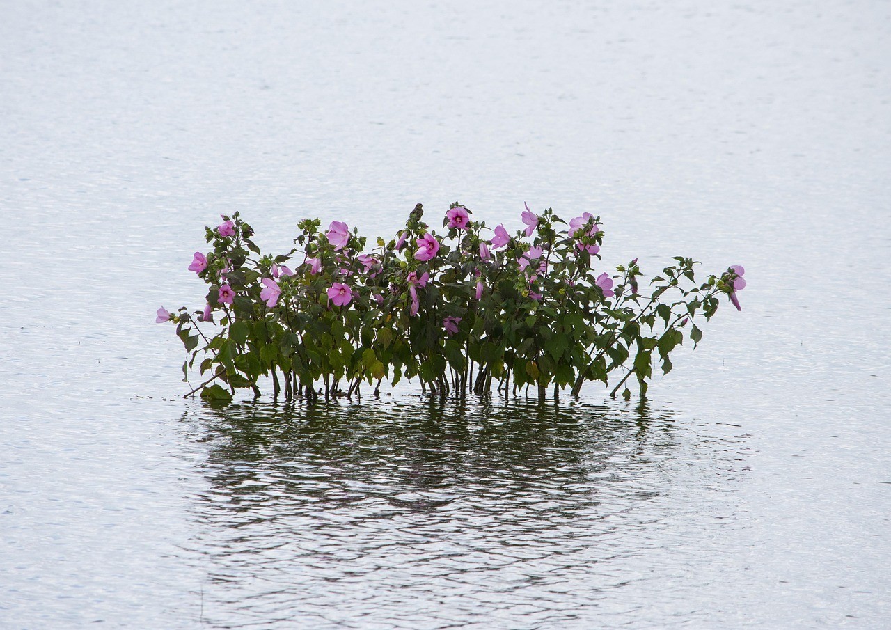 章貢區小魚兒與花無缺園藝店（章貢區小魚兒與花無缺園藝店地址）
