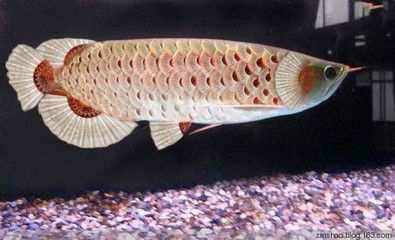 太湖居龍魚：太湖居龍魚是一種什么樣的生物？ 太湖居龍魚：太湖居龍魚是一種什么樣的生物？ 龍魚百科 第2張