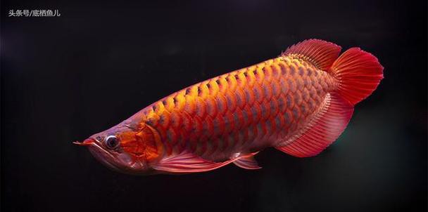 潮汕龍魚圖片大全欣賞