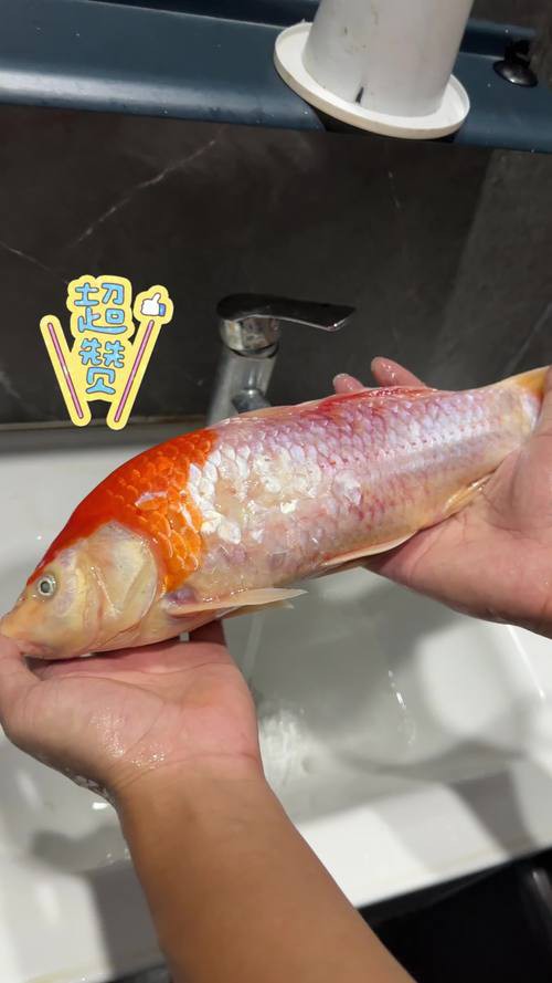 潮汕龍魚圖片大全欣賞