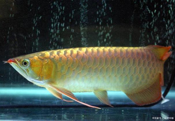 潮汕龍魚圖片大全欣賞