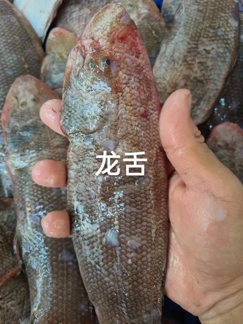 潮汕龍魚圖片大全欣賞