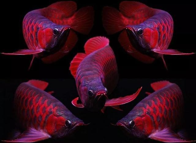 潮汕龍魚圖片大全欣賞