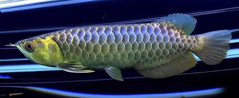 潮汕龍魚圖片大全欣賞