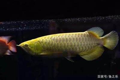 一條龍魚居然能換一套房網友：貧窮限制了我的想象力：一條龍魚居然能換一套房,網友:貧窮限制了我的想象力! 一條龍魚居然能換一套房網友：貧窮限制了我的想象力：一條龍魚居然能換一套房,網友:貧窮限制了我的想象力! 龍魚百科 第1張