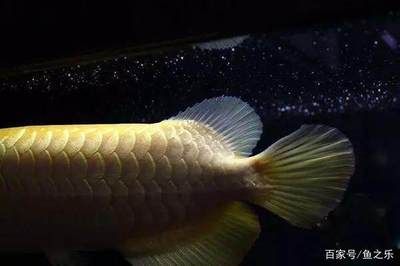 一條龍魚居然能換一套房網友：貧窮限制了我的想象力：一條龍魚居然能換一套房,網友:貧窮限制了我的想象力! 一條龍魚居然能換一套房網友：貧窮限制了我的想象力：一條龍魚居然能換一套房,網友:貧窮限制了我的想象力! 龍魚百科 第3張