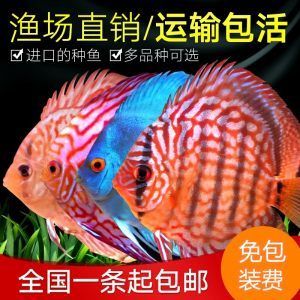 草缸曼龍魚（草缸養(yǎng)曼龍魚可行嗎？） 草缸曼龍魚（草缸養(yǎng)曼龍魚可行嗎？） 龍魚百科 第3張