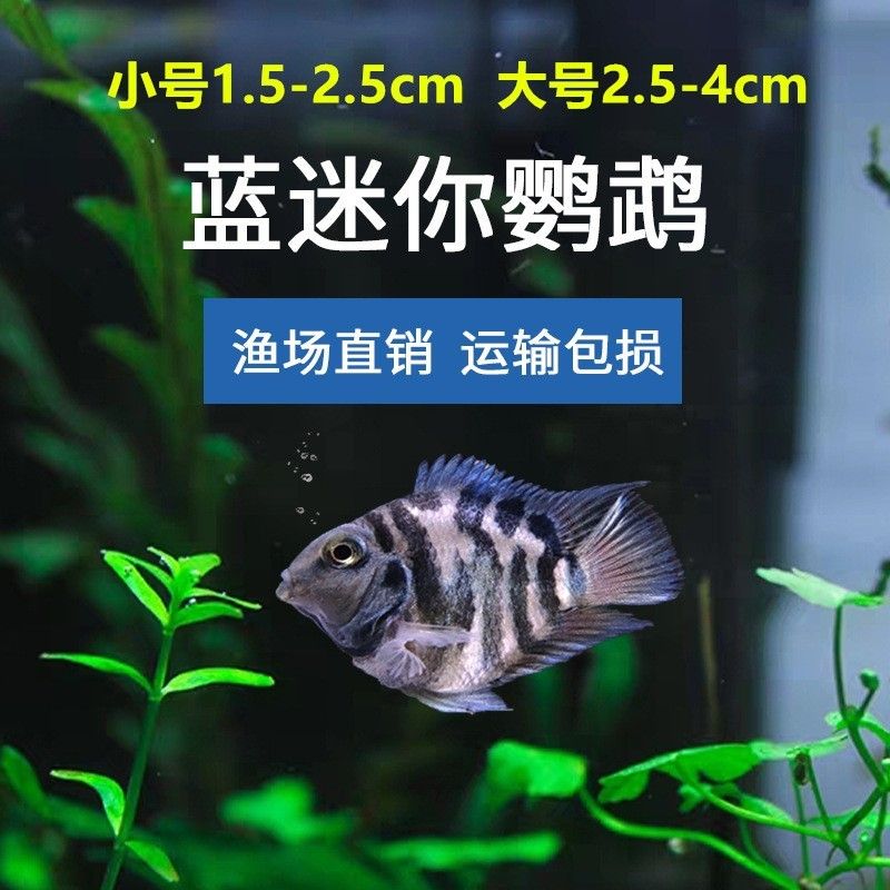 草缸曼龍魚（草缸養(yǎng)曼龍魚可行嗎？） 草缸曼龍魚（草缸養(yǎng)曼龍魚可行嗎？） 龍魚百科 第1張