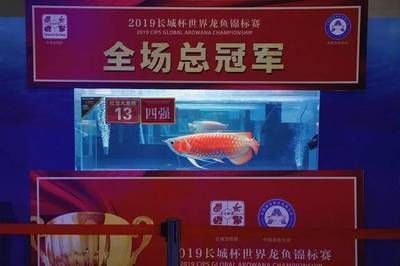 金龍魚比賽冠軍：金龍魚比賽冠軍不僅僅是一條魚