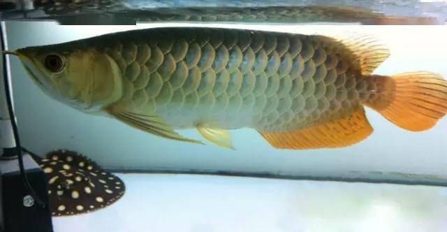 龍魚都有哪些疾病癥狀 龍魚百科 第4張 龍魚都有哪些疾病癥狀 龍魚都有哪些疾病癥狀 龍魚百科 第4張