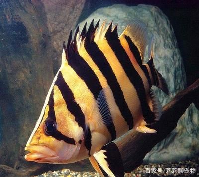 龍魚變黑：龍魚為什么會變黑