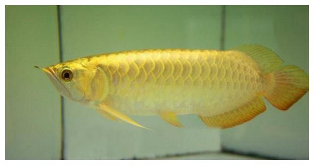 金龍魚是國家幾級保護動物：金龍魚是國家保護動物嗎