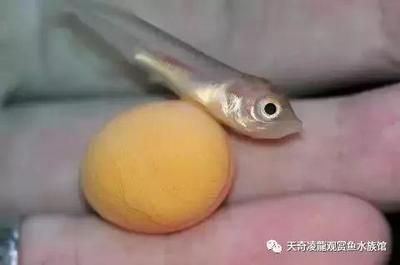 龍魚(yú)不怎么愛(ài)游動(dòng)什么問(wèn)題【龍魚(yú)不愛(ài)游動(dòng)什么問(wèn)題】