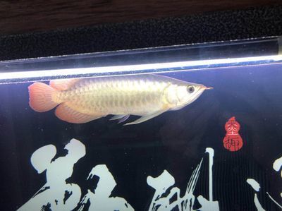 龍魚喂小活魚好還是冷凍的好（在飼養(yǎng)龍魚時(shí)，喂食小活魚和冷凍魚苗都是常見的喂食方式）