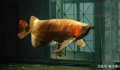 龍魚喂小活魚好還是冷凍的好（在飼養(yǎng)龍魚時(shí)，喂食小活魚和冷凍魚苗都是常見的喂食方式）
