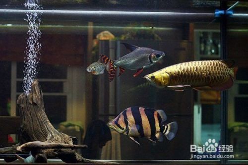 龍魚缸簡單造景怎么做的（龍魚缸造景中水草選擇技巧）