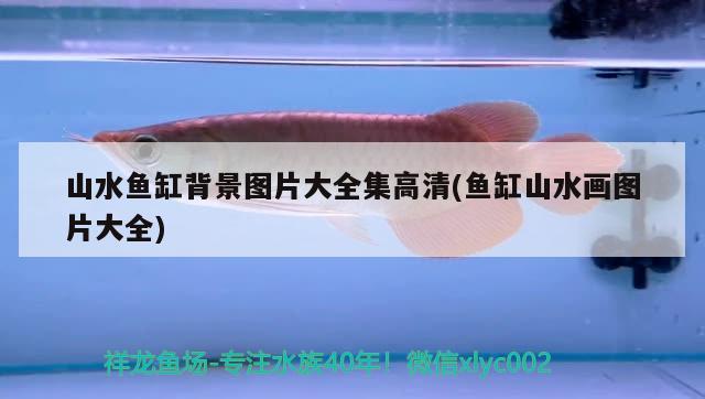 杭州蕭山浦陽鎮汪鳳娟錦鯉養殖場（杭州蕭山浦陽鎮汪鳳娟錦鯉養殖場電話） 杭州蕭山浦陽鎮汪鳳娟錦鯉養殖場（杭州蕭山浦陽鎮汪鳳娟錦鯉養殖場電話） 全國水族館企業名錄 第2張