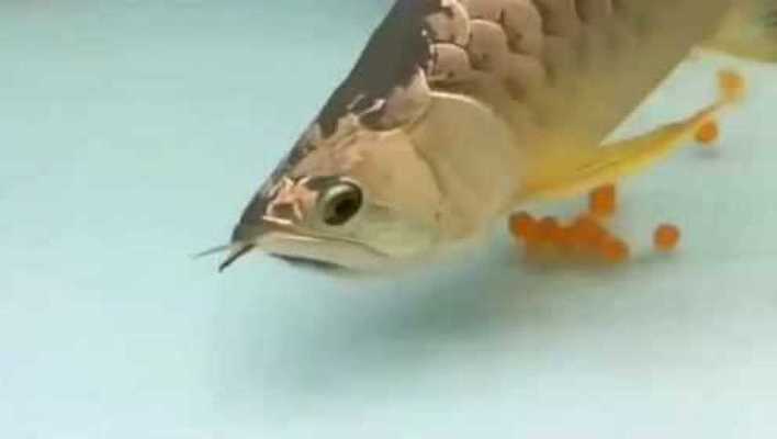 鷹手營子礦區魚藝觀賞魚店（鷹手營子礦區魚藝觀賞魚店電話）