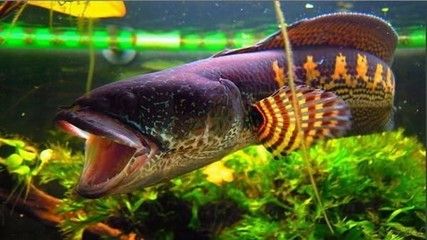 刷酸果酸換膚的具體步驟是什么? 龍魚百科 第2張 刷酸果酸換膚的具體步驟是什么? 刷酸果酸換膚的具體步驟是什么? 龍魚百科 第2張