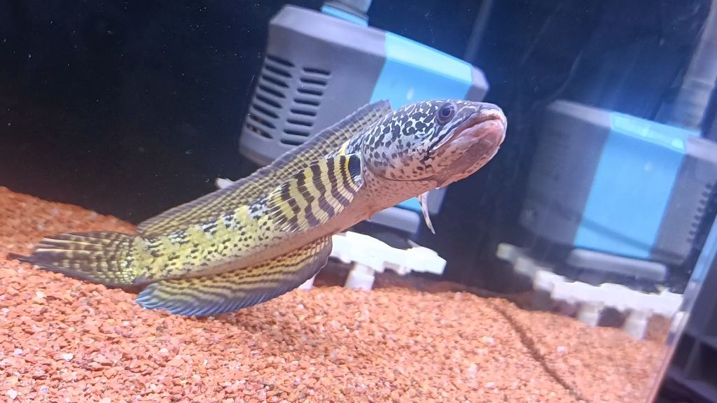 刷酸果酸換膚的具體步驟是什么? 龍魚百科 第3張 刷酸果酸換膚的具體步驟是什么? 刷酸果酸換膚的具體步驟是什么? 龍魚百科 第3張