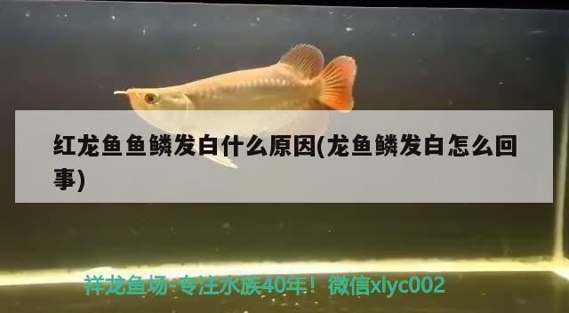 龍魚魚苗批發價格查詢（龍魚魚苗批發價格如何查詢龍魚魚苗批發價格是多少）
