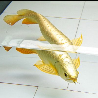 銀龍魚哪種生肖最好（養(yǎng)銀龍魚的注意事項）