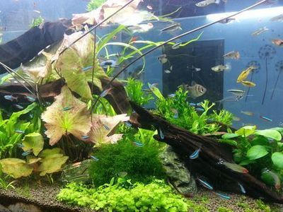 樓房魚缸擺放位置風水禁忌（家居風水中魚缸擺放有什么禁忌？）