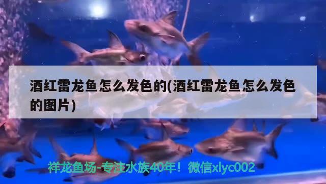 大連經(jīng)濟技術(shù)開發(fā)區(qū)世源魚具用品店 大連經(jīng)濟技術(shù)開發(fā)區(qū)世源魚具用品店 全國水族館企業(yè)名錄 第3張