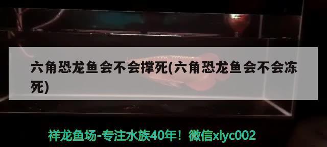 大連經(jīng)濟技術(shù)開發(fā)區(qū)世源魚具用品店 大連經(jīng)濟技術(shù)開發(fā)區(qū)世源魚具用品店 全國水族館企業(yè)名錄 第2張