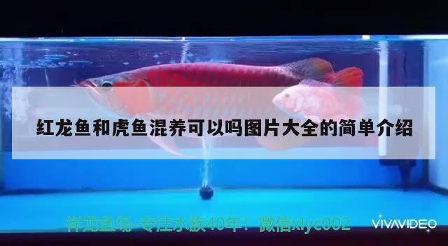 廉江市廉城亞馬遜觀賞魚坊（廉江市廉城亞馬遜觀賞魚坊電話）