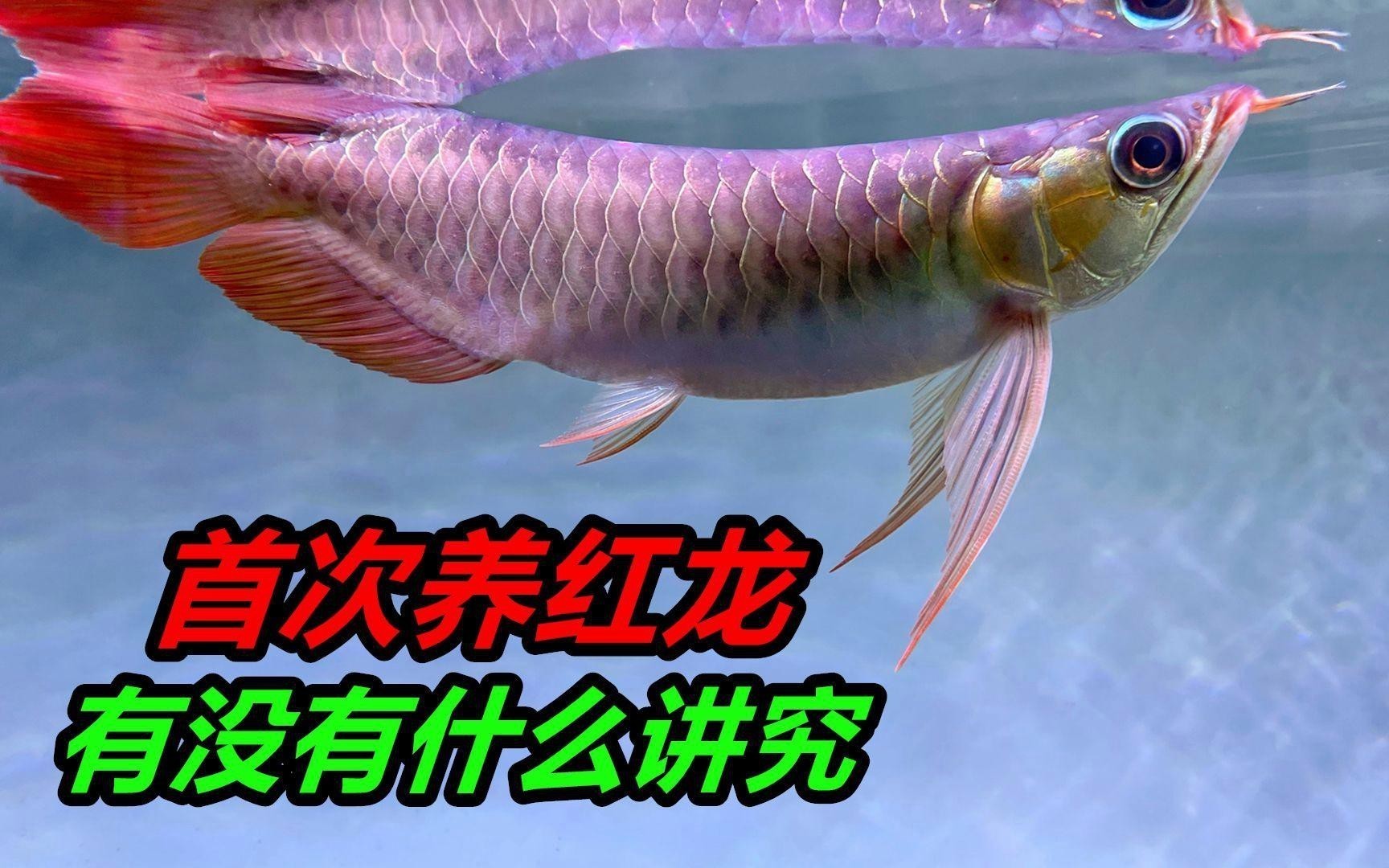 紅龍魚飼料多久換一次合適？ 紅龍魚飼料多久換一次合適？ 龍魚百科 第4張