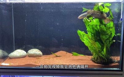雷龍魚繁殖水質(zhì)硬度標(biāo)準(zhǔn)：雷龍魚對水質(zhì)的硬度有一定的要求以下是詳細(xì)的水質(zhì)硬度標(biāo)準(zhǔn)及相關(guān)信息