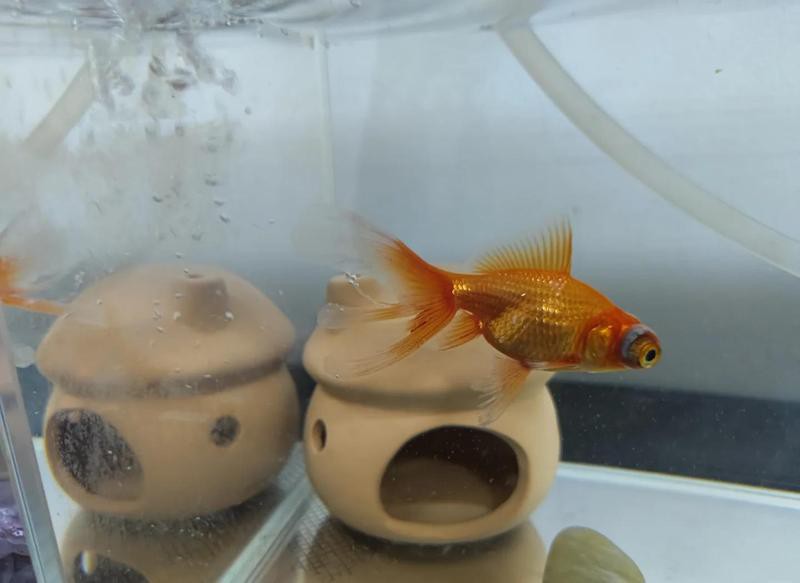 龍睛金魚爛尾病的癥狀有哪些？