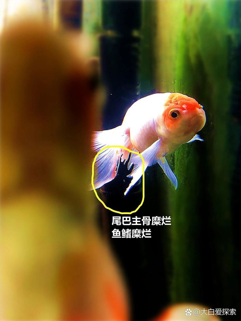 龍睛金魚爛尾病的癥狀有哪些？