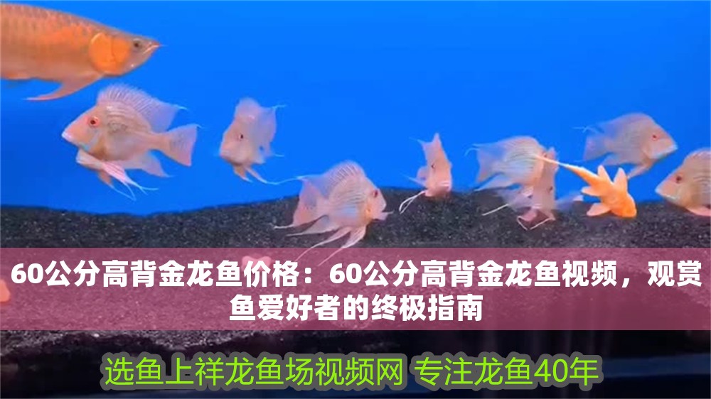 60公分高背金龍魚價格：60公分高背金龍魚視頻，觀賞魚愛好者的終極指南