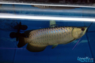 <strong><mark>清河</mark></strong>縣祥瑞水族館：<strong><mark>清河</mark></strong>縣祥瑞水族館電話