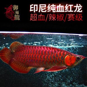 白玉紅龍魚什么價位：白玉紅龍魚什么價位白玉紅龍魚什么價位