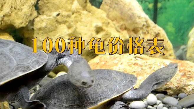 龍頭龜?shù)氖袌鰞r格是多少？
