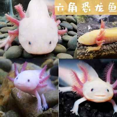 螺旋藻對紅龍魚色彩影響研究：螺旋藻對紅龍魚的影響 螺旋藻對紅龍魚色彩影響研究：螺旋藻對紅龍魚的影響 龍魚百科 第2張